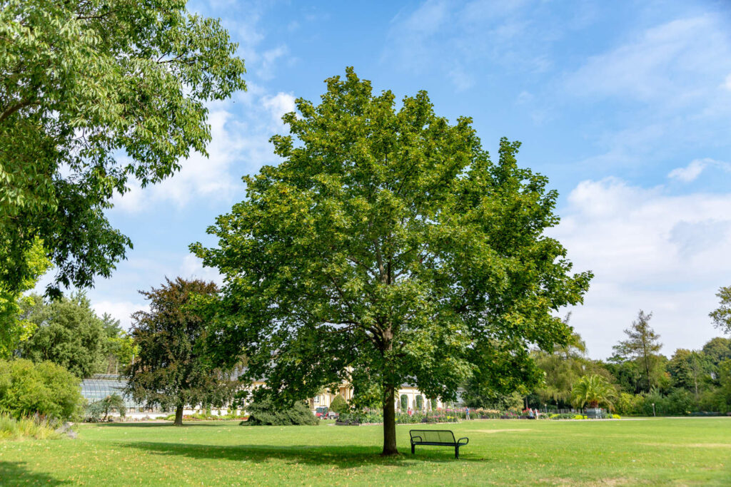Javor mléč 'Acer platanoides'