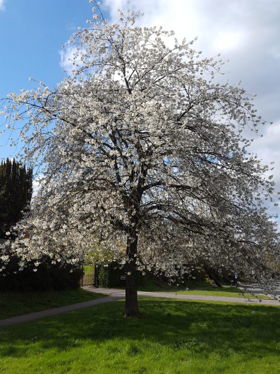 Třešeň ptačí 'Prunus avium'